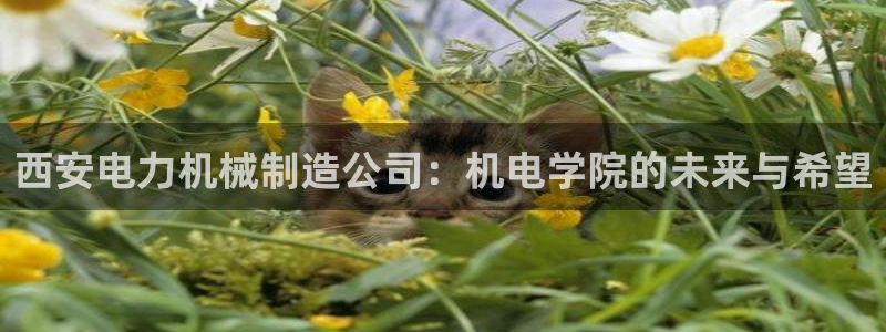 网易万事娱乐